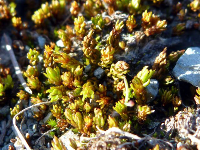 Oligotrichum hercynicum